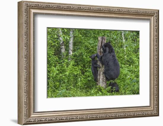 Minnesota, Sandstone, Black Bear Cub with Mother Climbing Tree Trunk-Rona Schwarz-Framed Photographic Print