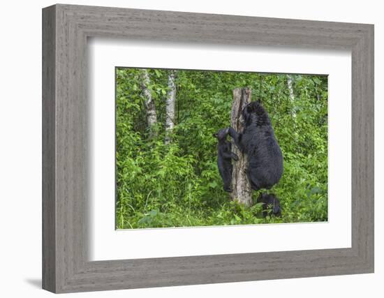 Minnesota, Sandstone, Black Bear Cub with Mother Climbing Tree Trunk-Rona Schwarz-Framed Photographic Print