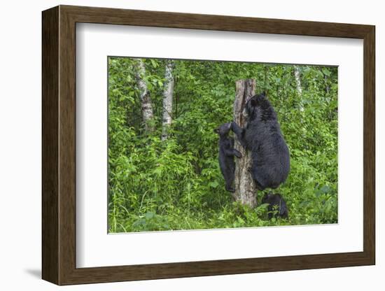 Minnesota, Sandstone, Black Bear Cub with Mother Climbing Tree Trunk-Rona Schwarz-Framed Photographic Print