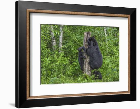 Minnesota, Sandstone, Black Bear Cub with Mother Climbing Tree Trunk-Rona Schwarz-Framed Photographic Print