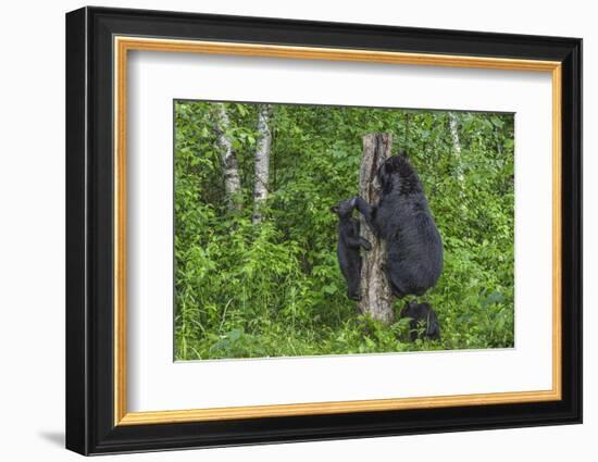 Minnesota, Sandstone, Black Bear Cub with Mother Climbing Tree Trunk-Rona Schwarz-Framed Photographic Print