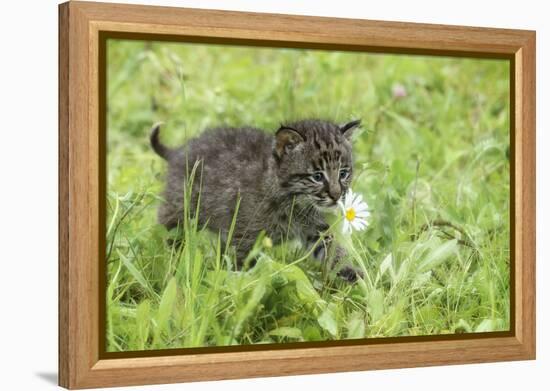 Minnesota, Sandstone, Bobcat Kitten in Spring Grasses with Daisy-Rona Schwarz-Framed Premier Image Canvas