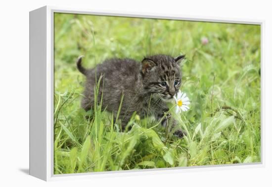 Minnesota, Sandstone, Bobcat Kitten in Spring Grasses with Daisy-Rona Schwarz-Framed Premier Image Canvas