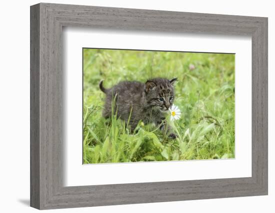 Minnesota, Sandstone, Bobcat Kitten in Spring Grasses with Daisy-Rona Schwarz-Framed Photographic Print