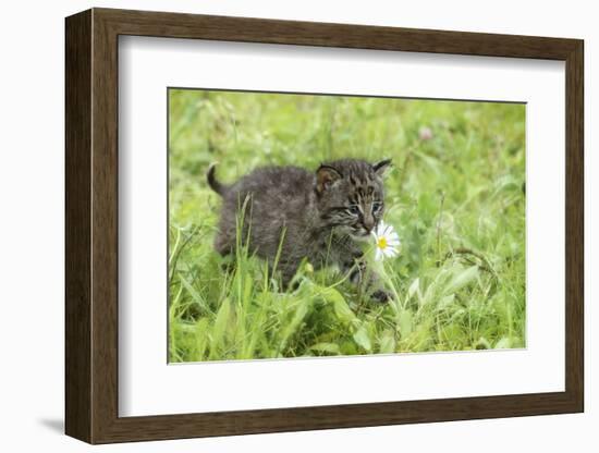 Minnesota, Sandstone, Bobcat Kitten in Spring Grasses with Daisy-Rona Schwarz-Framed Photographic Print