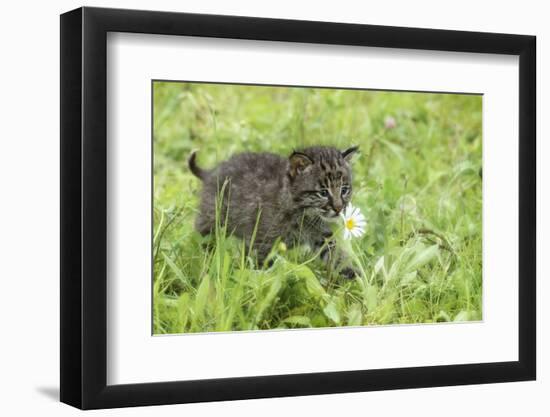 Minnesota, Sandstone, Bobcat Kitten in Spring Grasses with Daisy-Rona Schwarz-Framed Photographic Print