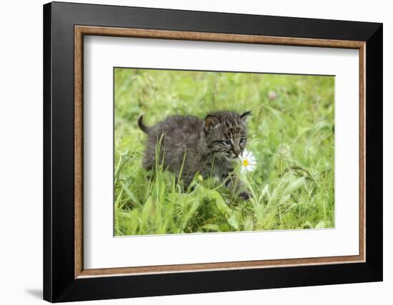 Minnesota, Sandstone, Bobcat Kitten in Spring Grasses with Daisy-Rona Schwarz-Framed Photographic Print