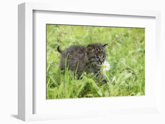 Minnesota, Sandstone, Bobcat Kitten in Spring Grasses with Daisy-Rona Schwarz-Framed Photographic Print