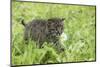Minnesota, Sandstone, Bobcat Kitten in Spring Grasses with Daisy-Rona Schwarz-Mounted Photographic Print