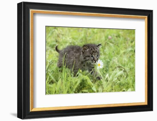 Minnesota, Sandstone, Bobcat Kitten in Spring Grasses with Daisy-Rona Schwarz-Framed Photographic Print