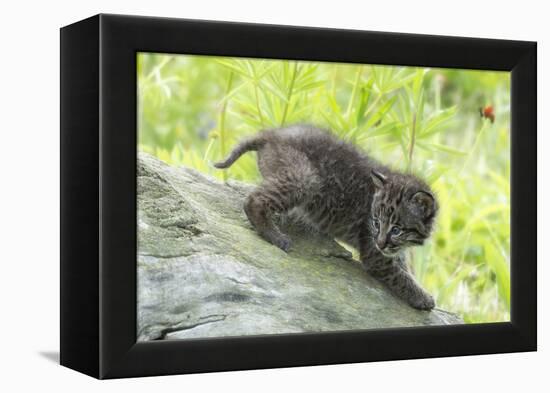 Minnesota, Sandstone, Bobcat Kitten on Top of Log in Spring Grasses-Rona Schwarz-Framed Premier Image Canvas