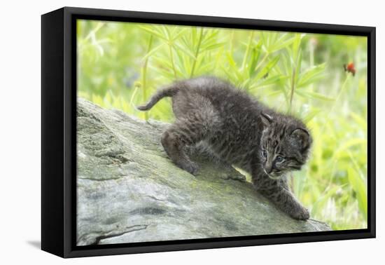 Minnesota, Sandstone, Bobcat Kitten on Top of Log in Spring Grasses-Rona Schwarz-Framed Premier Image Canvas