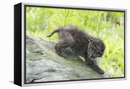Minnesota, Sandstone, Bobcat Kitten on Top of Log in Spring Grasses-Rona Schwarz-Framed Premier Image Canvas
