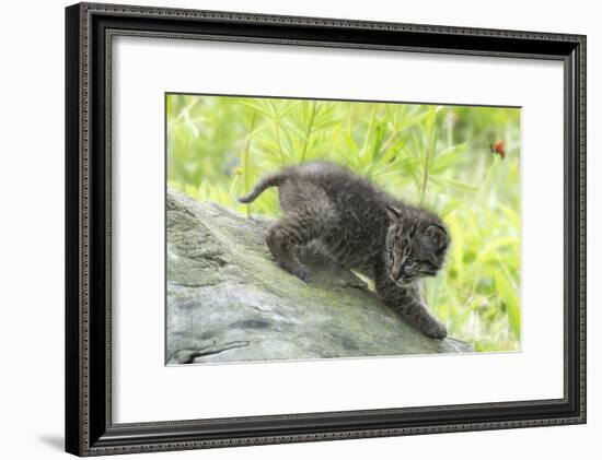 Minnesota, Sandstone, Bobcat Kitten on Top of Log in Spring Grasses-Rona Schwarz-Framed Photographic Print