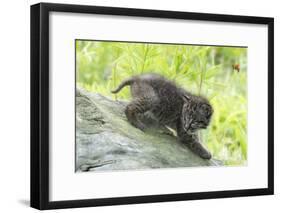 Minnesota, Sandstone, Bobcat Kitten on Top of Log in Spring Grasses-Rona Schwarz-Framed Photographic Print