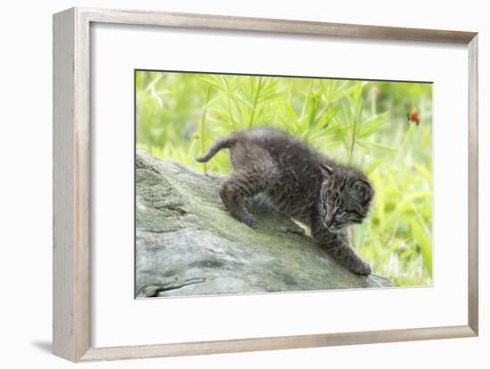 Minnesota, Sandstone, Bobcat Kitten on Top of Log in Spring Grasses-Rona Schwarz-Framed Photographic Print