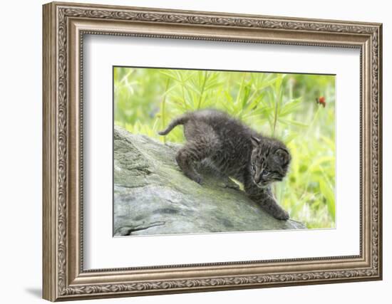 Minnesota, Sandstone, Bobcat Kitten on Top of Log in Spring Grasses-Rona Schwarz-Framed Photographic Print