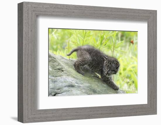 Minnesota, Sandstone, Bobcat Kitten on Top of Log in Spring Grasses-Rona Schwarz-Framed Photographic Print