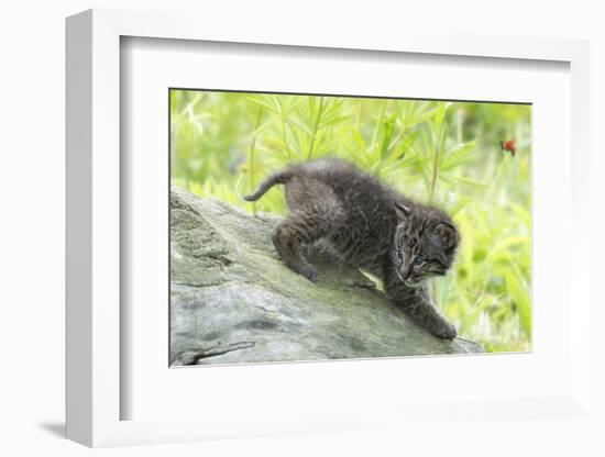 Minnesota, Sandstone, Bobcat Kitten on Top of Log in Spring Grasses-Rona Schwarz-Framed Photographic Print