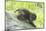 Minnesota, Sandstone, Bobcat Kitten on Top of Log in Spring Grasses-Rona Schwarz-Mounted Photographic Print