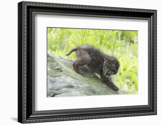 Minnesota, Sandstone, Bobcat Kitten on Top of Log in Spring Grasses-Rona Schwarz-Framed Photographic Print