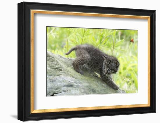 Minnesota, Sandstone, Bobcat Kitten on Top of Log in Spring Grasses-Rona Schwarz-Framed Photographic Print