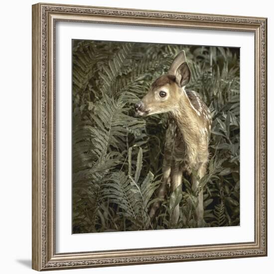 Minnesota, Sandstone, Close Up of White Tailed Deer Fawn in the Ferns-Rona Schwarz-Framed Photographic Print