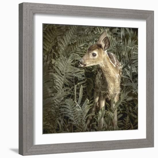 Minnesota, Sandstone, Close Up of White Tailed Deer Fawn in the Ferns-Rona Schwarz-Framed Photographic Print