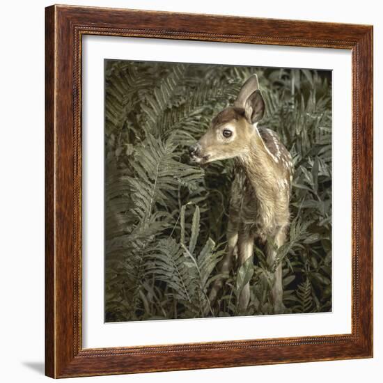 Minnesota, Sandstone, Close Up of White Tailed Deer Fawn in the Ferns-Rona Schwarz-Framed Photographic Print