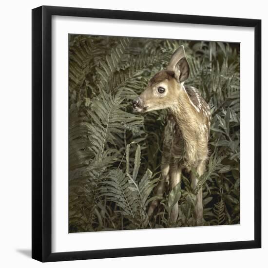 Minnesota, Sandstone, Close Up of White Tailed Deer Fawn in the Ferns-Rona Schwarz-Framed Photographic Print