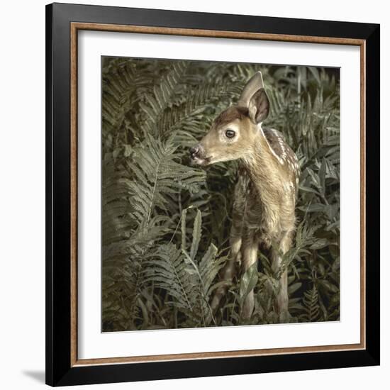 Minnesota, Sandstone, Close Up of White Tailed Deer Fawn in the Ferns-Rona Schwarz-Framed Photographic Print