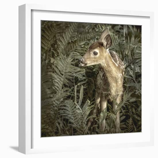 Minnesota, Sandstone, Close Up of White Tailed Deer Fawn in the Ferns-Rona Schwarz-Framed Photographic Print