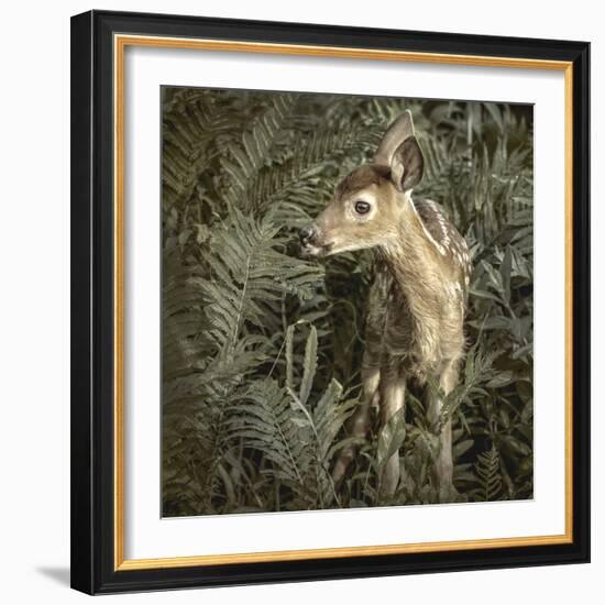 Minnesota, Sandstone, Close Up of White Tailed Deer Fawn in the Ferns-Rona Schwarz-Framed Photographic Print