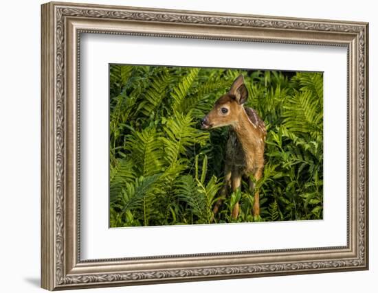 Minnesota, Sandstone, Close Up of White Tailed Deer Fawn in the Ferns-Rona Schwarz-Framed Photographic Print