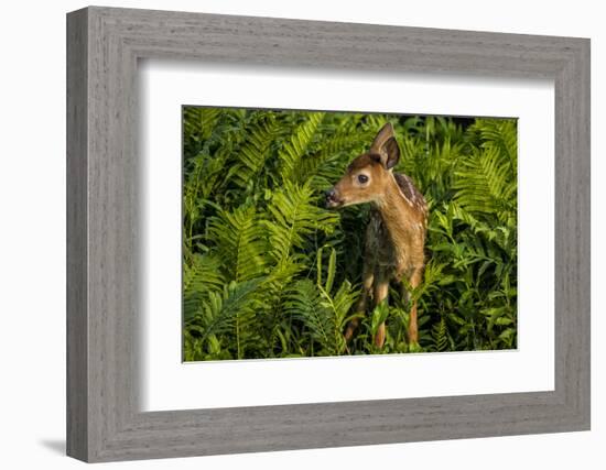 Minnesota, Sandstone, Close Up of White Tailed Deer Fawn in the Ferns-Rona Schwarz-Framed Photographic Print