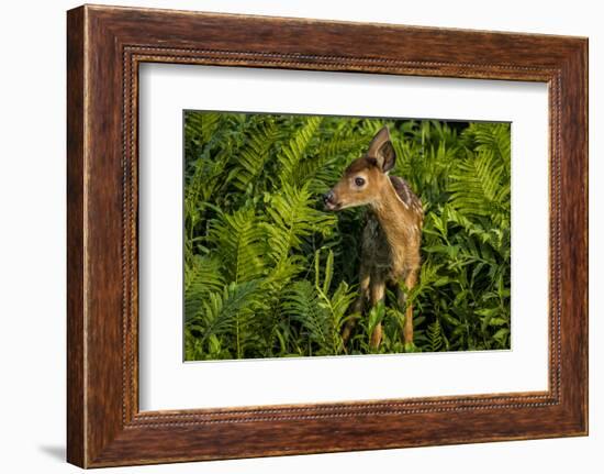 Minnesota, Sandstone, Close Up of White Tailed Deer Fawn in the Ferns-Rona Schwarz-Framed Photographic Print