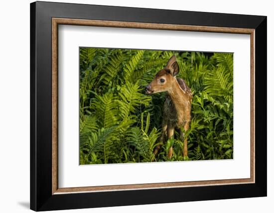 Minnesota, Sandstone, Close Up of White Tailed Deer Fawn in the Ferns-Rona Schwarz-Framed Photographic Print