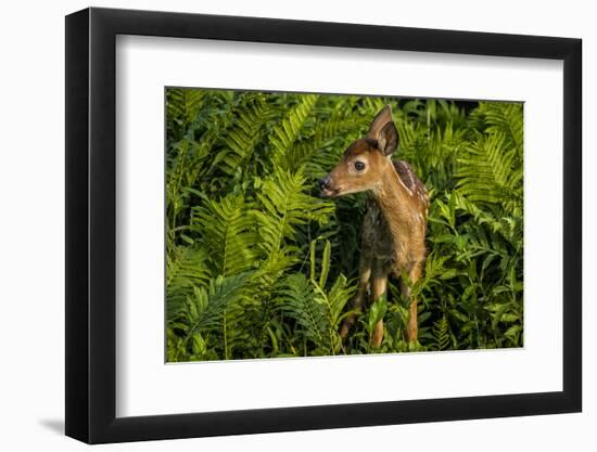 Minnesota, Sandstone, Close Up of White Tailed Deer Fawn in the Ferns-Rona Schwarz-Framed Photographic Print