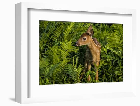 Minnesota, Sandstone, Close Up of White Tailed Deer Fawn in the Ferns-Rona Schwarz-Framed Photographic Print