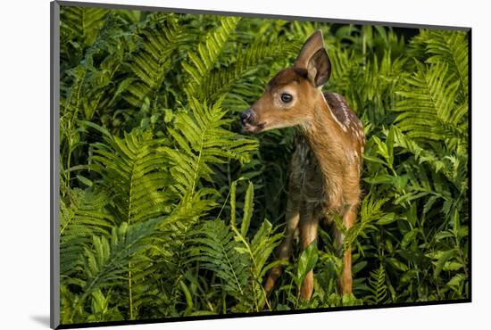 Minnesota, Sandstone, Close Up of White Tailed Deer Fawn in the Ferns-Rona Schwarz-Mounted Photographic Print