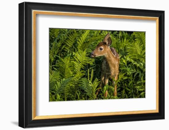 Minnesota, Sandstone, Close Up of White Tailed Deer Fawn in the Ferns-Rona Schwarz-Framed Photographic Print