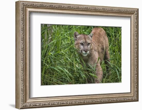 Minnesota, Sandstone, Minnesota Connection. Cougar on the Prowl-Rona Schwarz-Framed Photographic Print