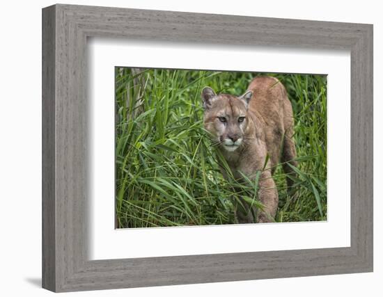 Minnesota, Sandstone, Minnesota Connection. Cougar on the Prowl-Rona Schwarz-Framed Photographic Print