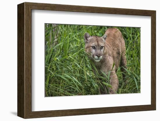 Minnesota, Sandstone, Minnesota Connection. Cougar on the Prowl-Rona Schwarz-Framed Photographic Print