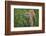 Minnesota, Sandstone, Minnesota Connection. Cougar on the Prowl-Rona Schwarz-Framed Photographic Print