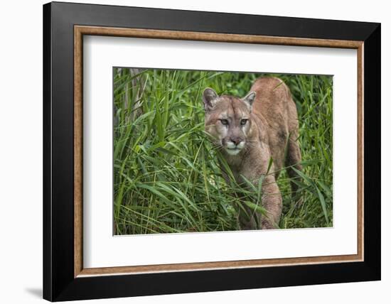 Minnesota, Sandstone, Minnesota Connection. Cougar on the Prowl-Rona Schwarz-Framed Photographic Print