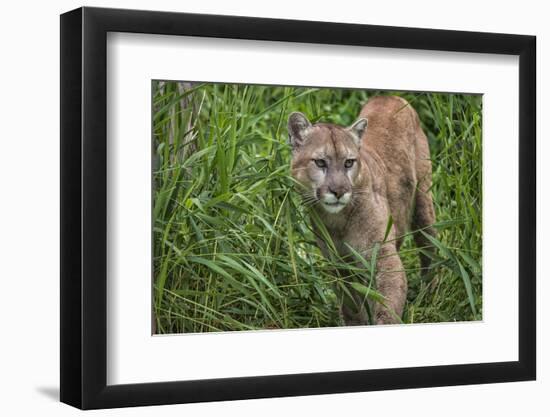 Minnesota, Sandstone, Minnesota Connection. Cougar on the Prowl-Rona Schwarz-Framed Photographic Print