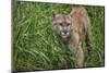 Minnesota, Sandstone, Minnesota Connection. Cougar on the Prowl-Rona Schwarz-Mounted Photographic Print