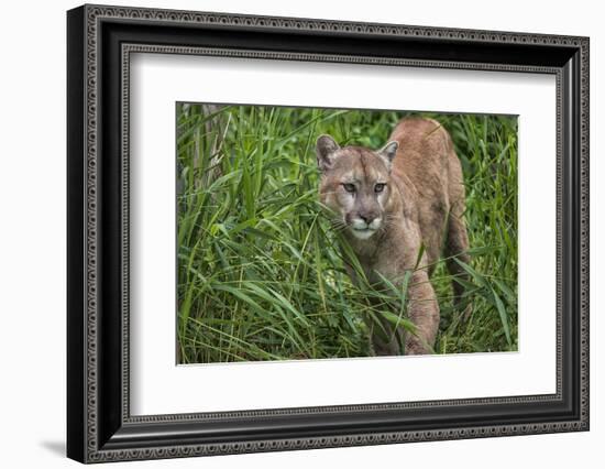 Minnesota, Sandstone, Minnesota Connection. Cougar on the Prowl-Rona Schwarz-Framed Photographic Print