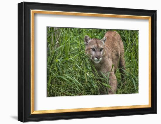 Minnesota, Sandstone, Minnesota Connection. Cougar on the Prowl-Rona Schwarz-Framed Photographic Print